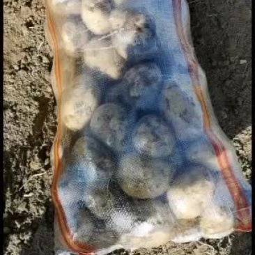 大白花土豆内蒙古沙地土豆