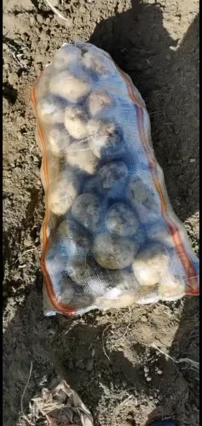 大白花土豆内蒙古沙地土豆