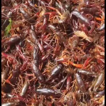 各种规格小龙虾（虾苗）