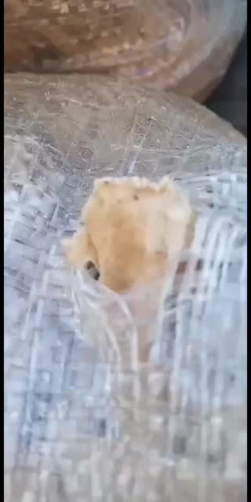 花生饼唐山货真价实童叟无欺
