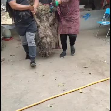 澳洲鸵鸟鸸鹋装车中适合养殖观赏