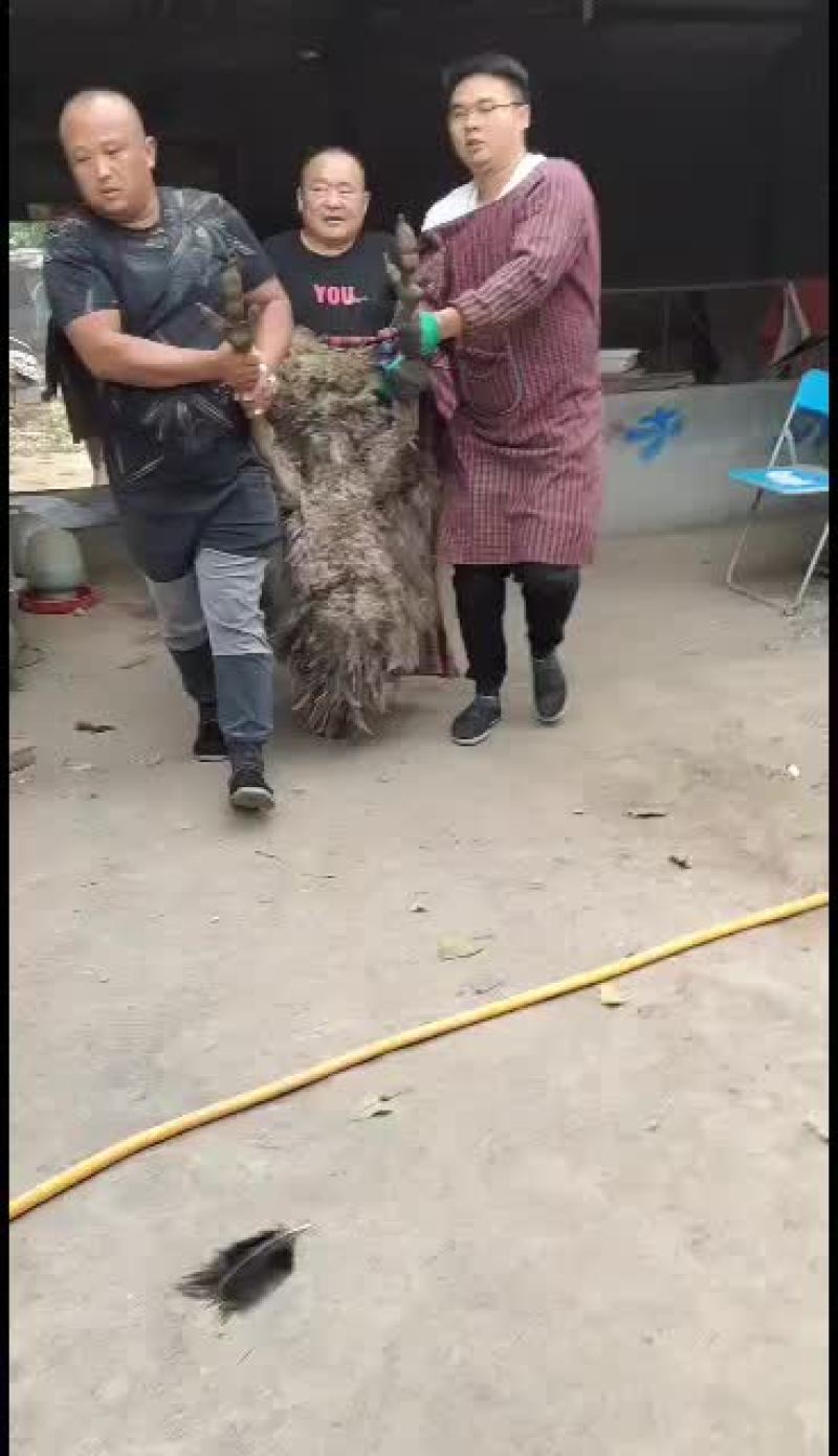 澳洲鸵鸟鸸鹋装车中适合养殖观赏