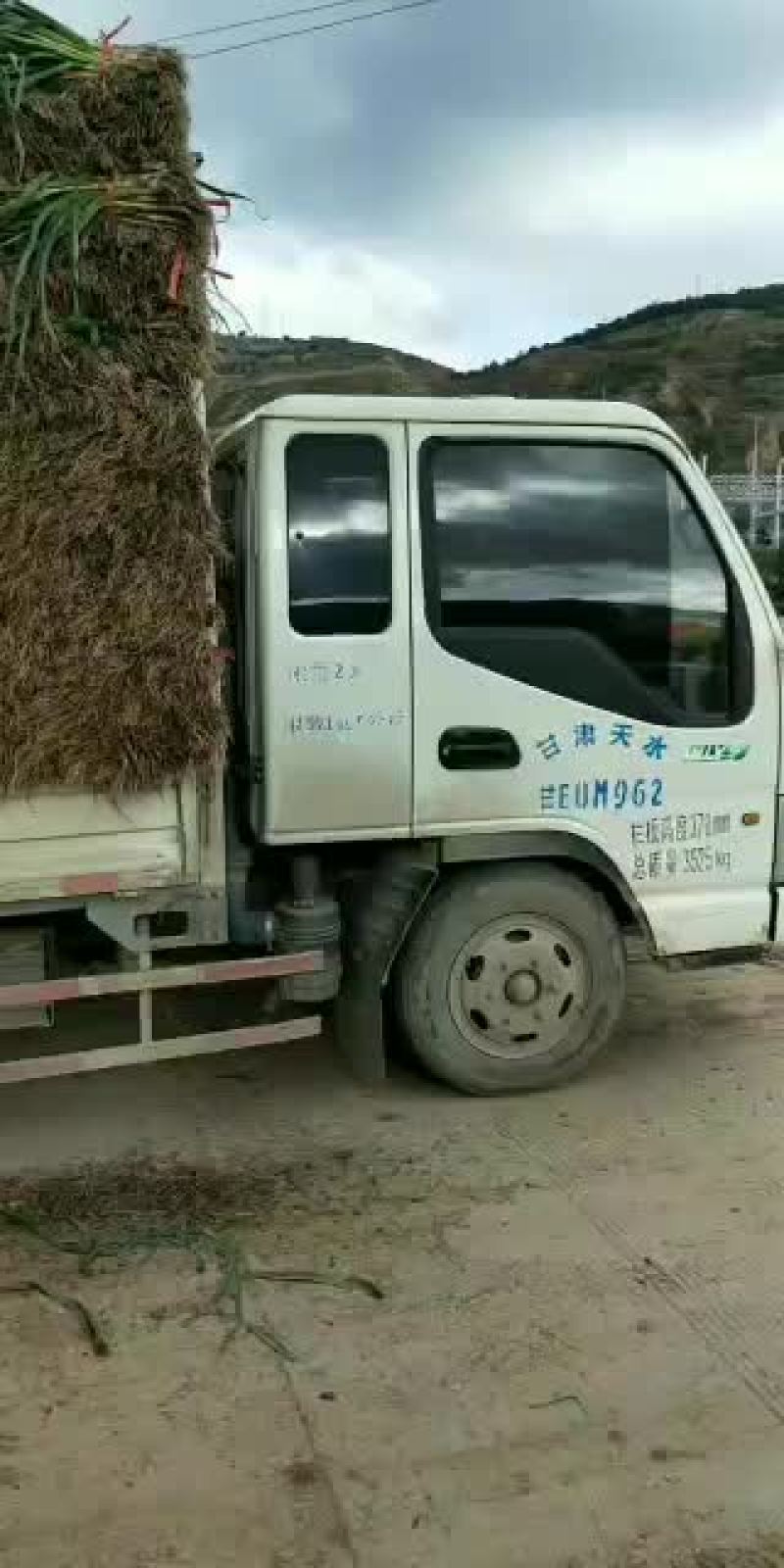精品红根蒜苗大量上市