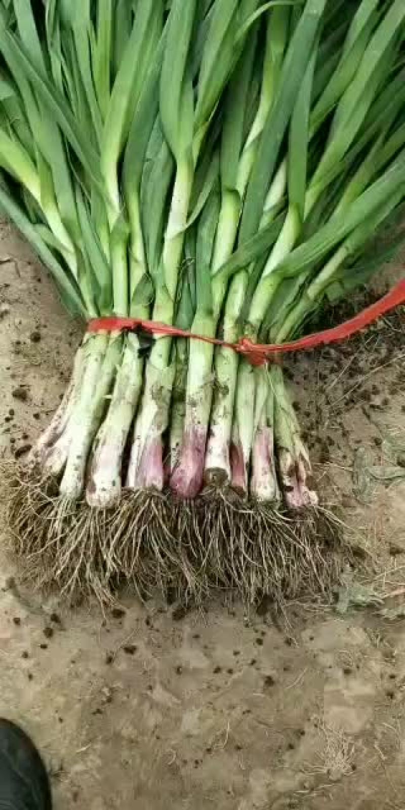 精品红根蒜苗大量上市