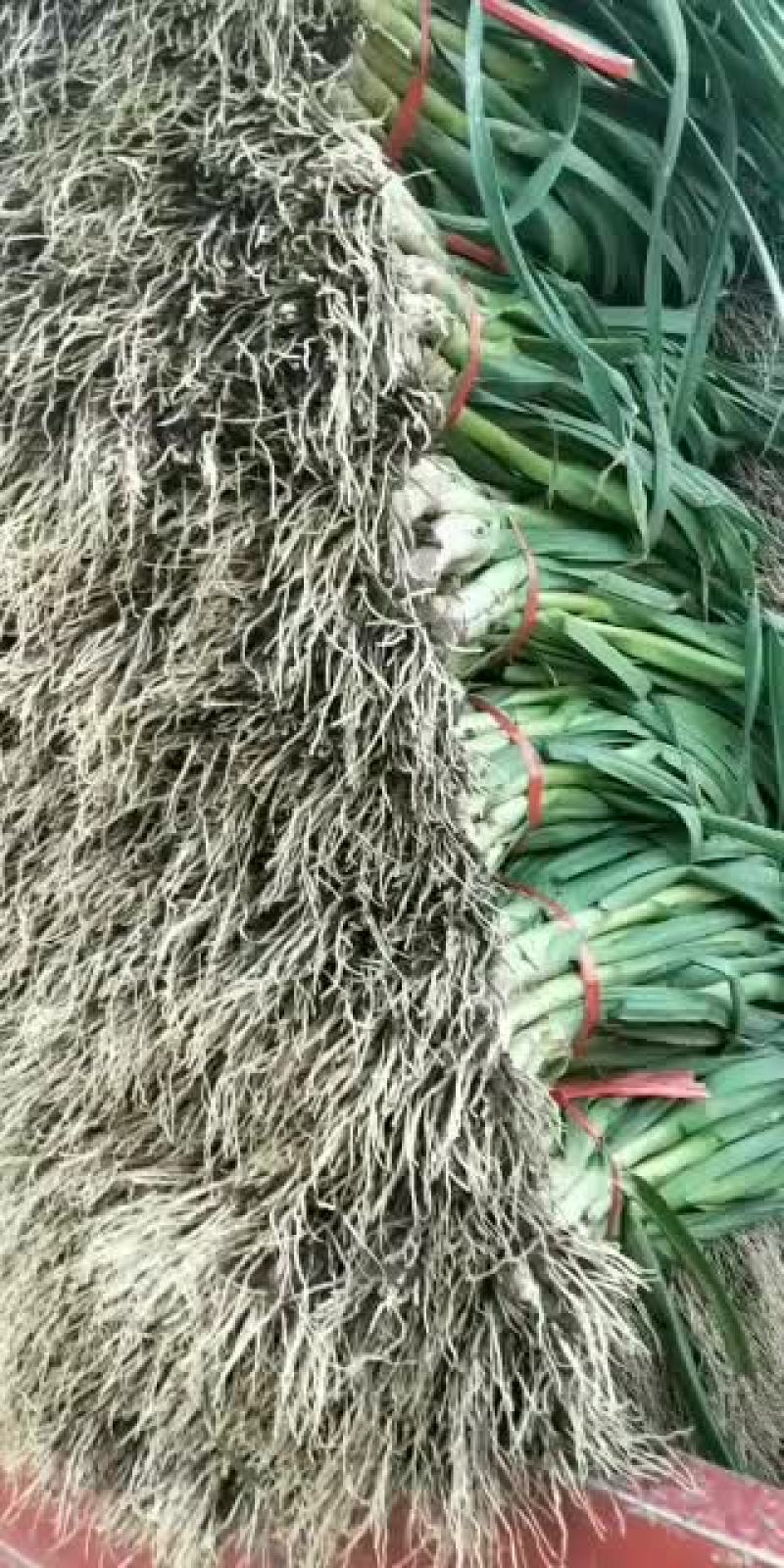 精品红根蒜苗大量上市