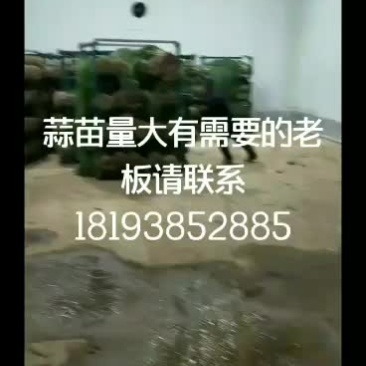 精品红根蒜苗大量上市
