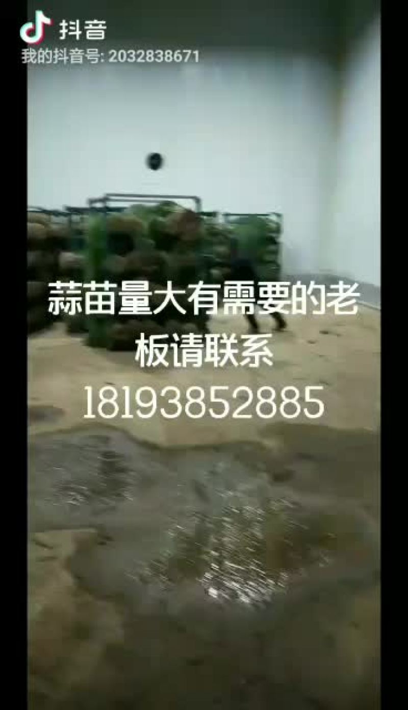 精品红根蒜苗大量上市