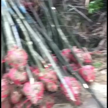 榉树小苗红榉小苗批发3-8公分榉树价格