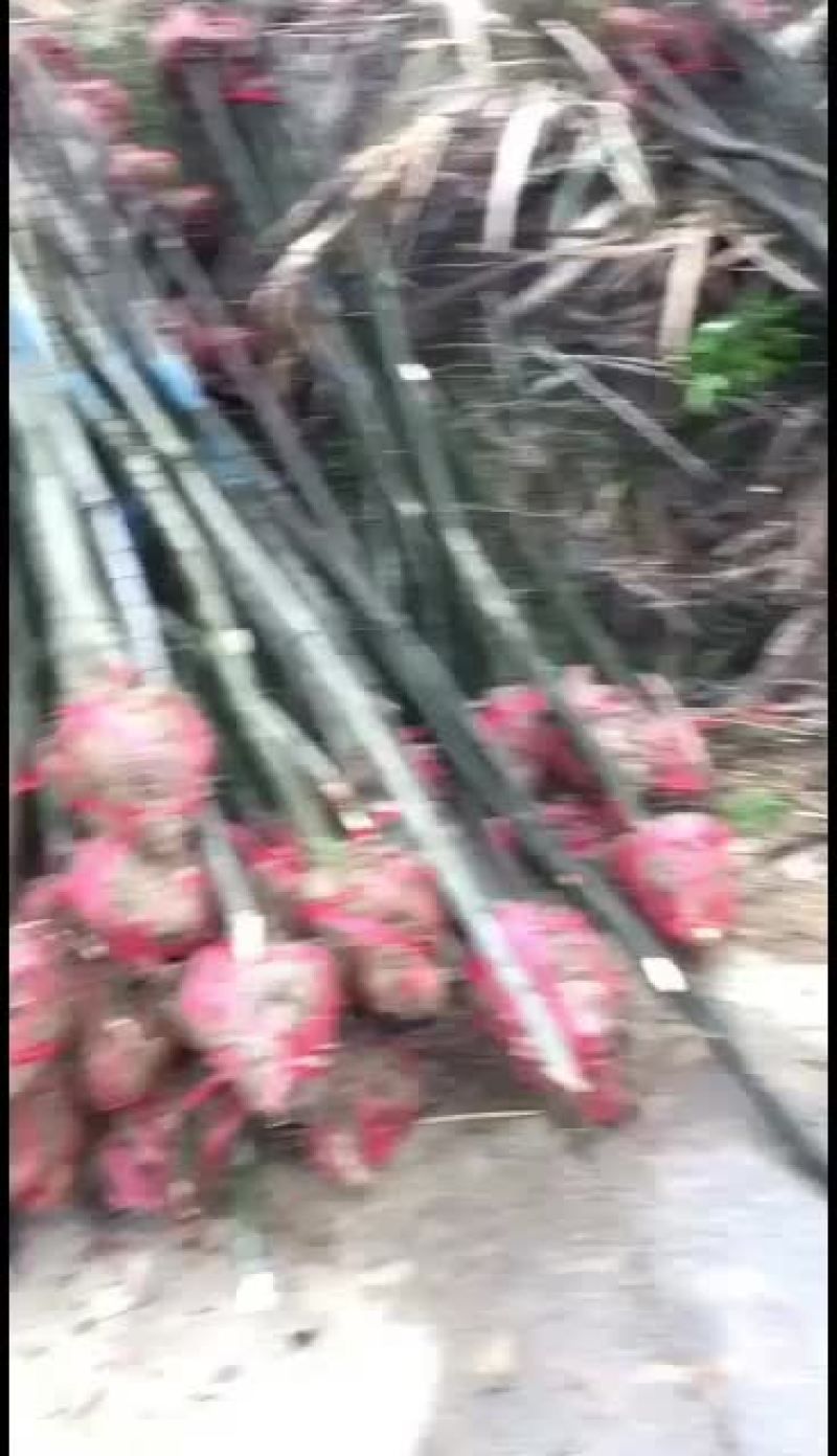 榉树小苗红榉小苗批发3-8公分榉树价格