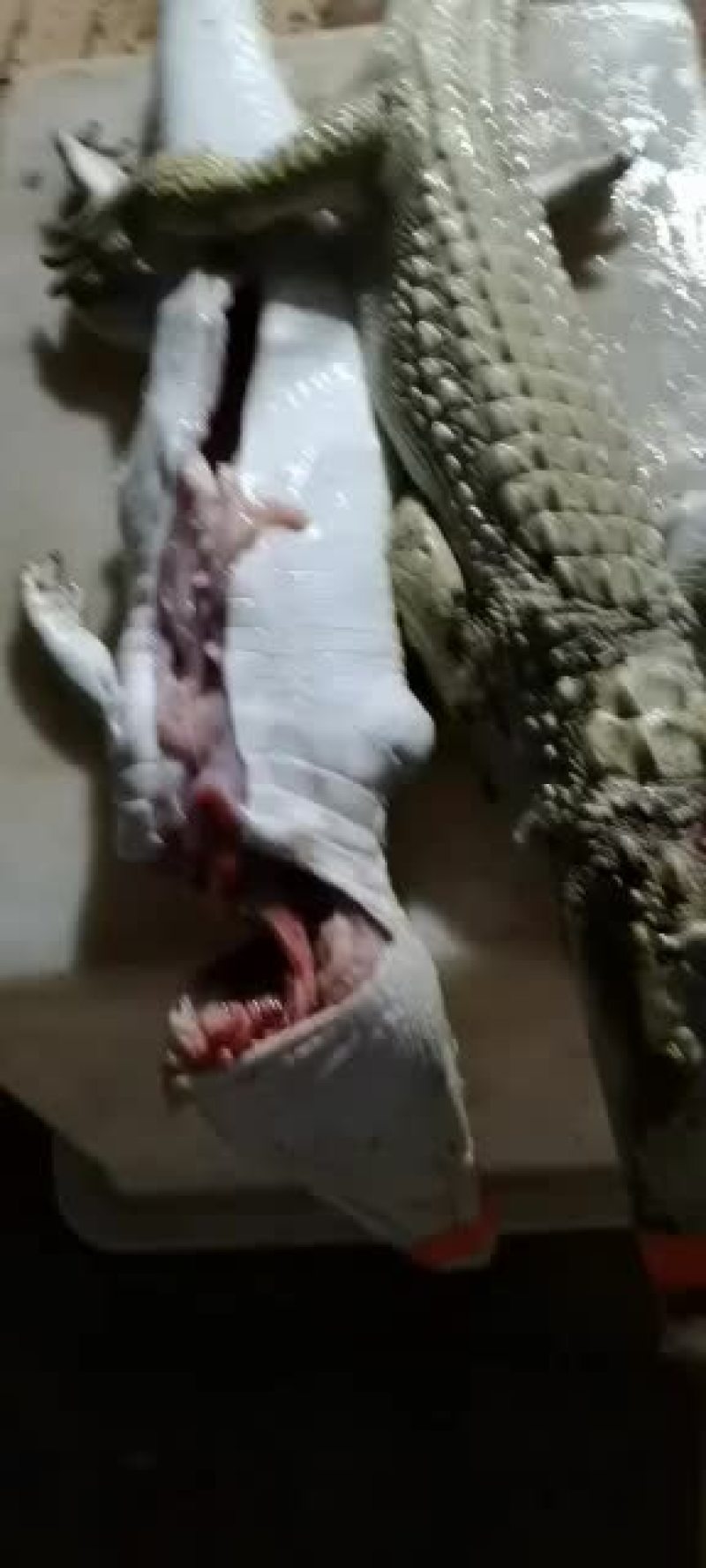 精品鳄鱼中型，大体的