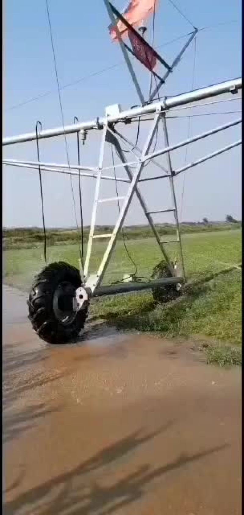 河北保定自产自销优质旱半夏种苗生产基地，批发零售均可