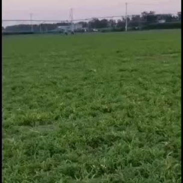 河北保定自产自销优质旱半夏种苗生产基地，批发零售均可