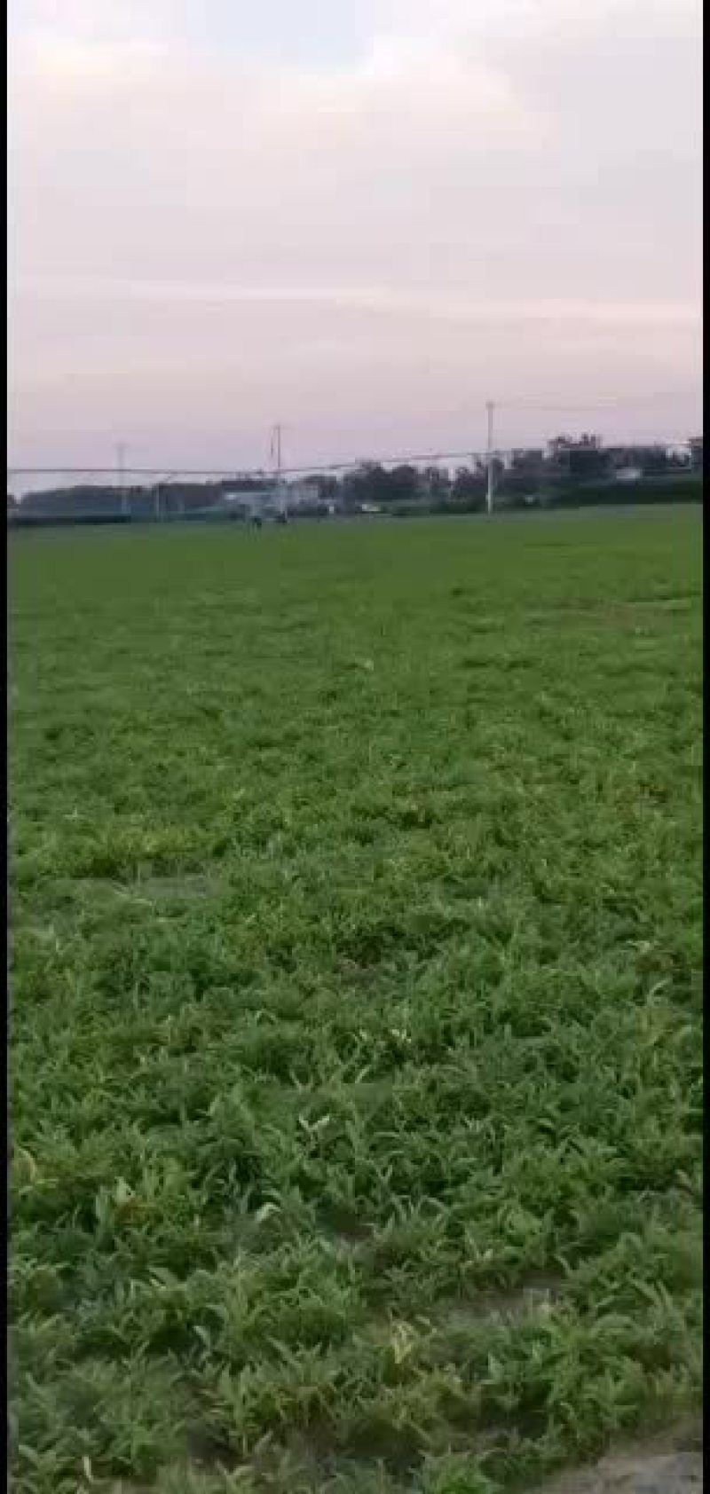 河北保定自产自销优质旱半夏种苗生产基地，批发零售均可