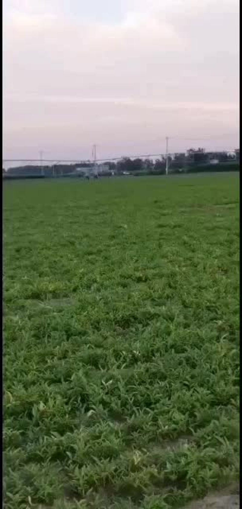 河北保定自产自销优质旱半夏种苗生产基地，批发零售均可