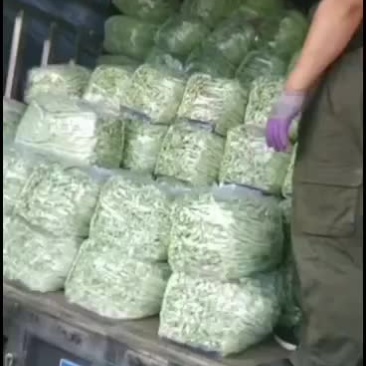精品白不老芸豆现已大量上市