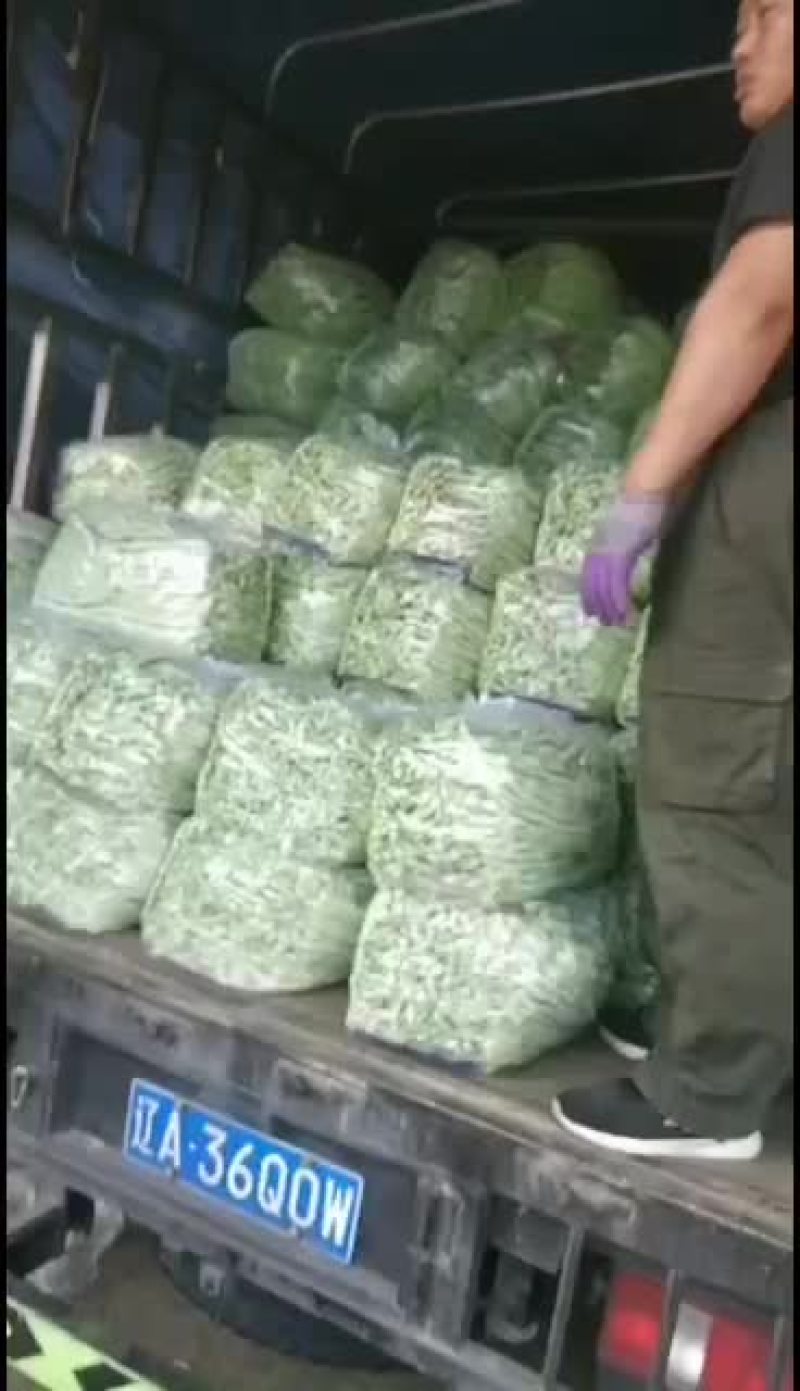 精品白不老芸豆现已大量上市