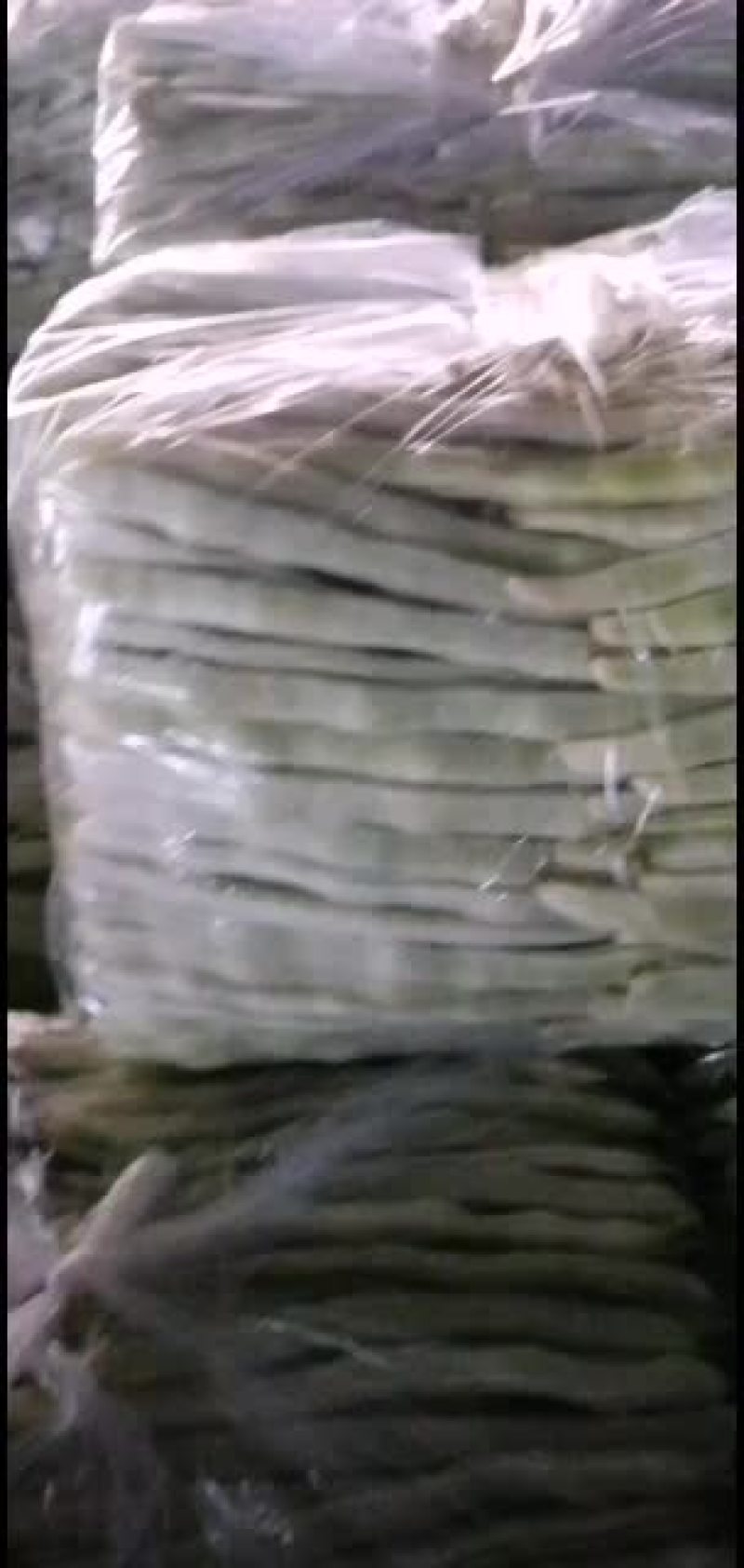 精品白不老芸豆现已大量上市