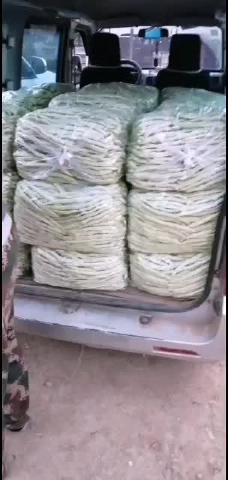 精品白不老芸豆现已大量上市