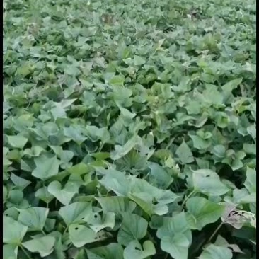 自家种十亩西瓜红红薯