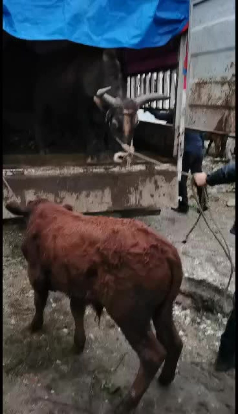 甘肃架子公牛西门塔尔