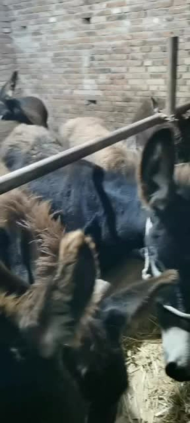 肉驴甘肃牛马经济阿坤诚信为本欢迎五湖四海朋友前来报到