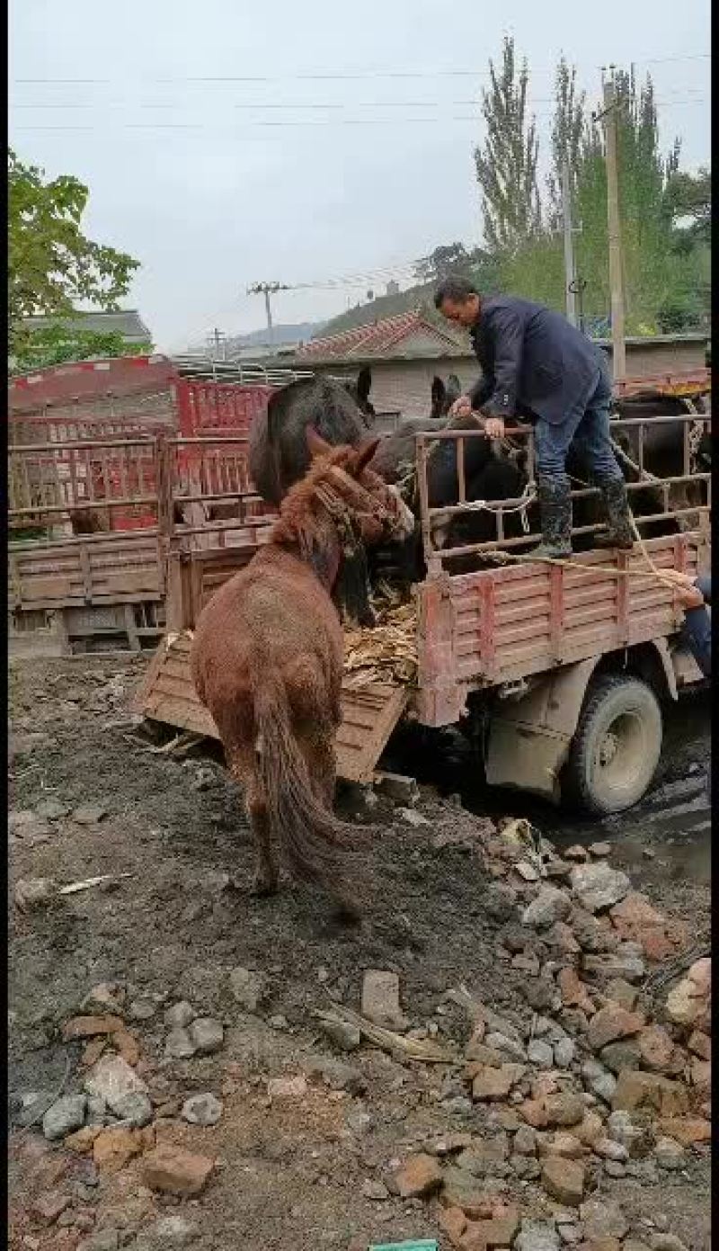 肉驴甘肃牛马经济阿坤诚信为本欢迎五湖四海朋友前来报到