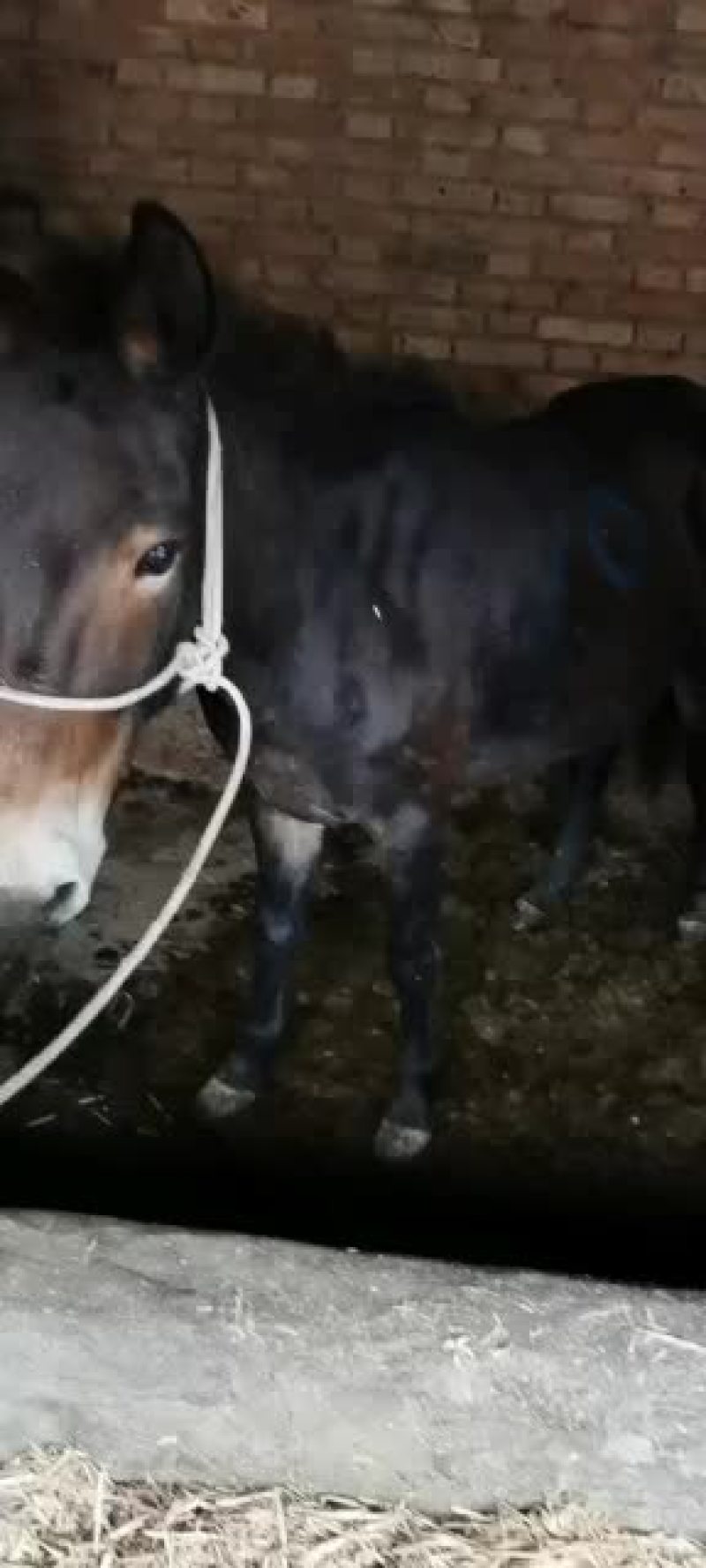 肉驴甘肃牛马经济阿坤诚信为本欢迎五湖四海朋友前来报到