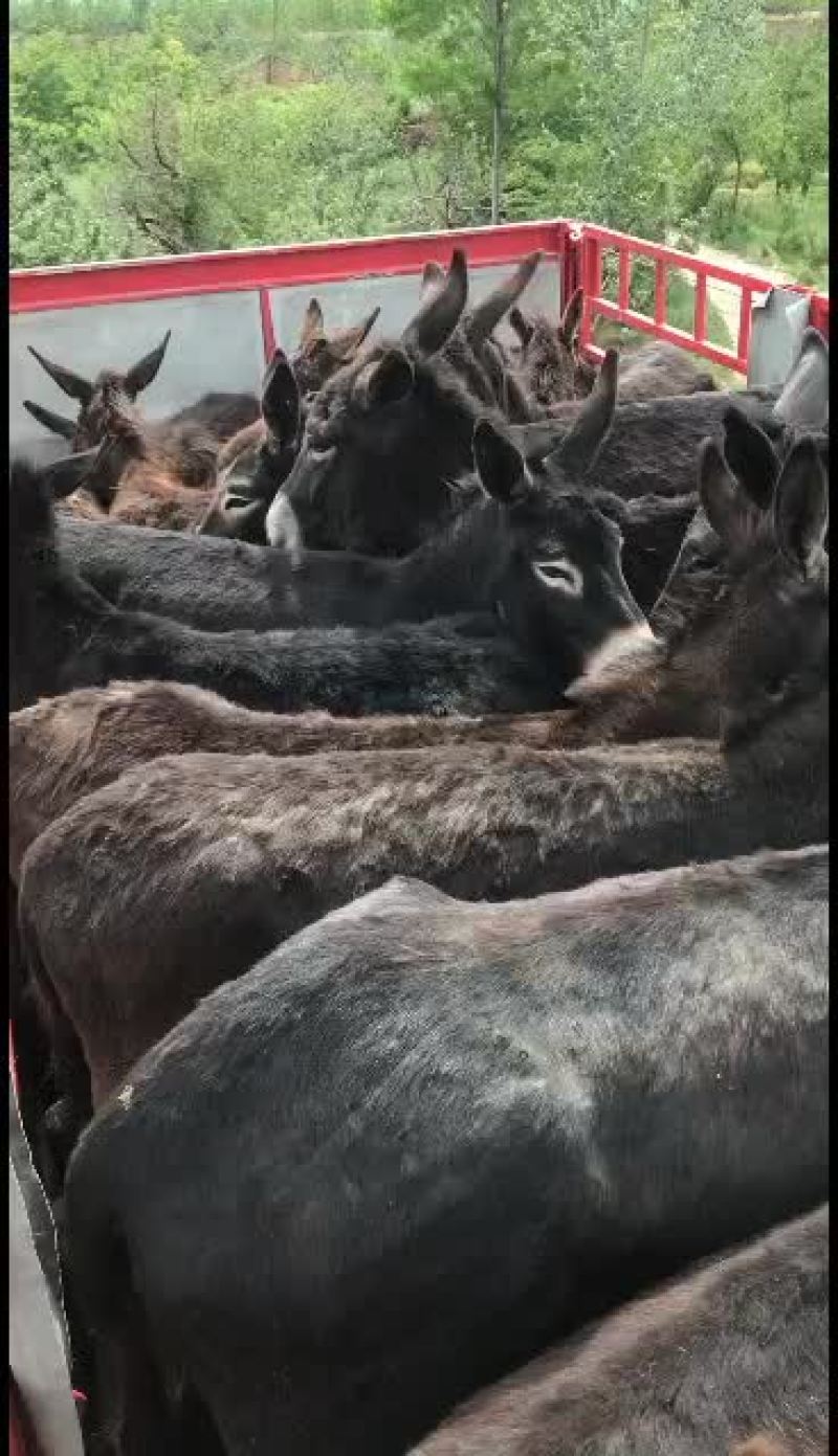 肉驴甘肃牛马经济阿坤诚信为本欢迎五湖四海朋友前来报到