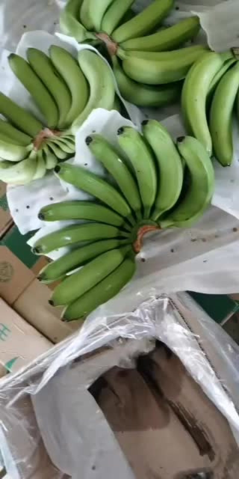 缅甸大公司基地香蕉支持全国发货