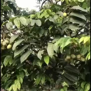 纳种橄榄，三稔橄榄预定中
