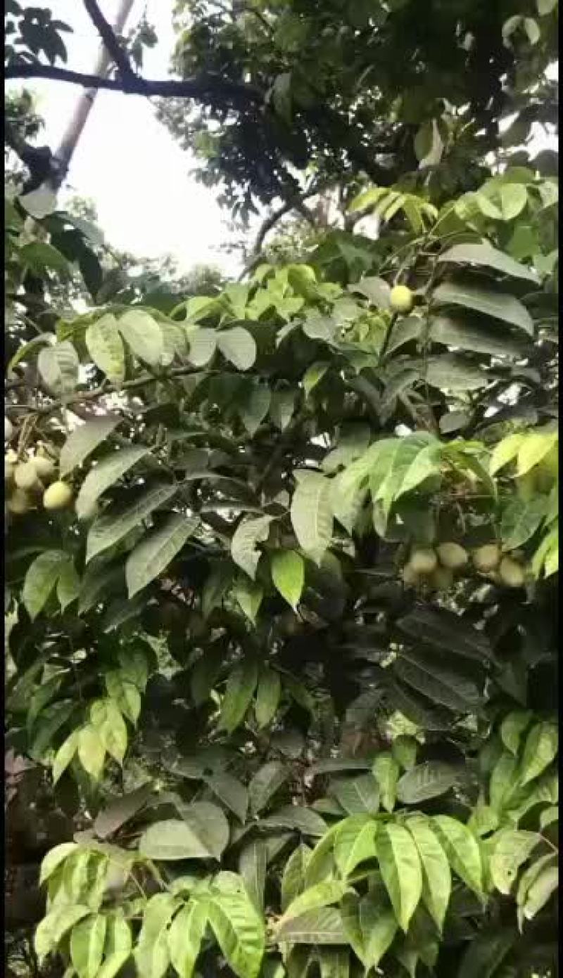 纳种橄榄，三稔橄榄预定中