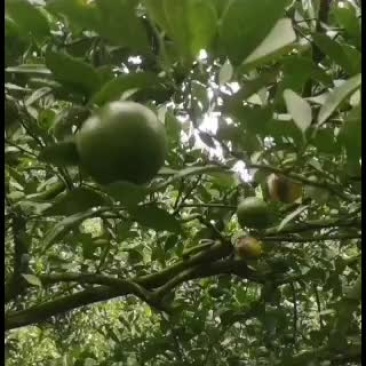 皇帝柑已经可以全部开始上市了