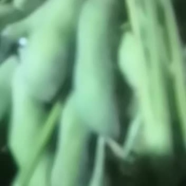 优质九月寒毛豆大量上市