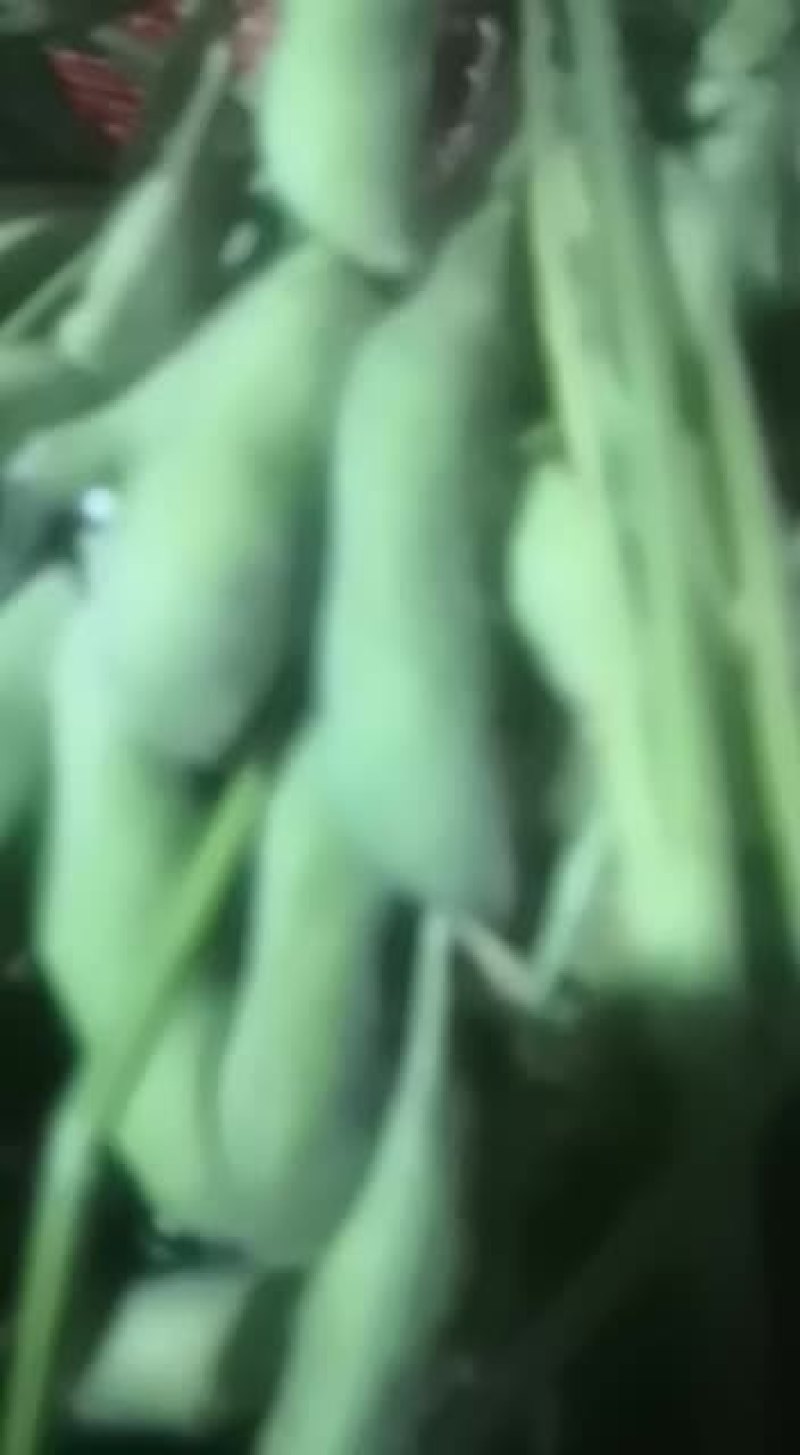 优质九月寒毛豆大量上市