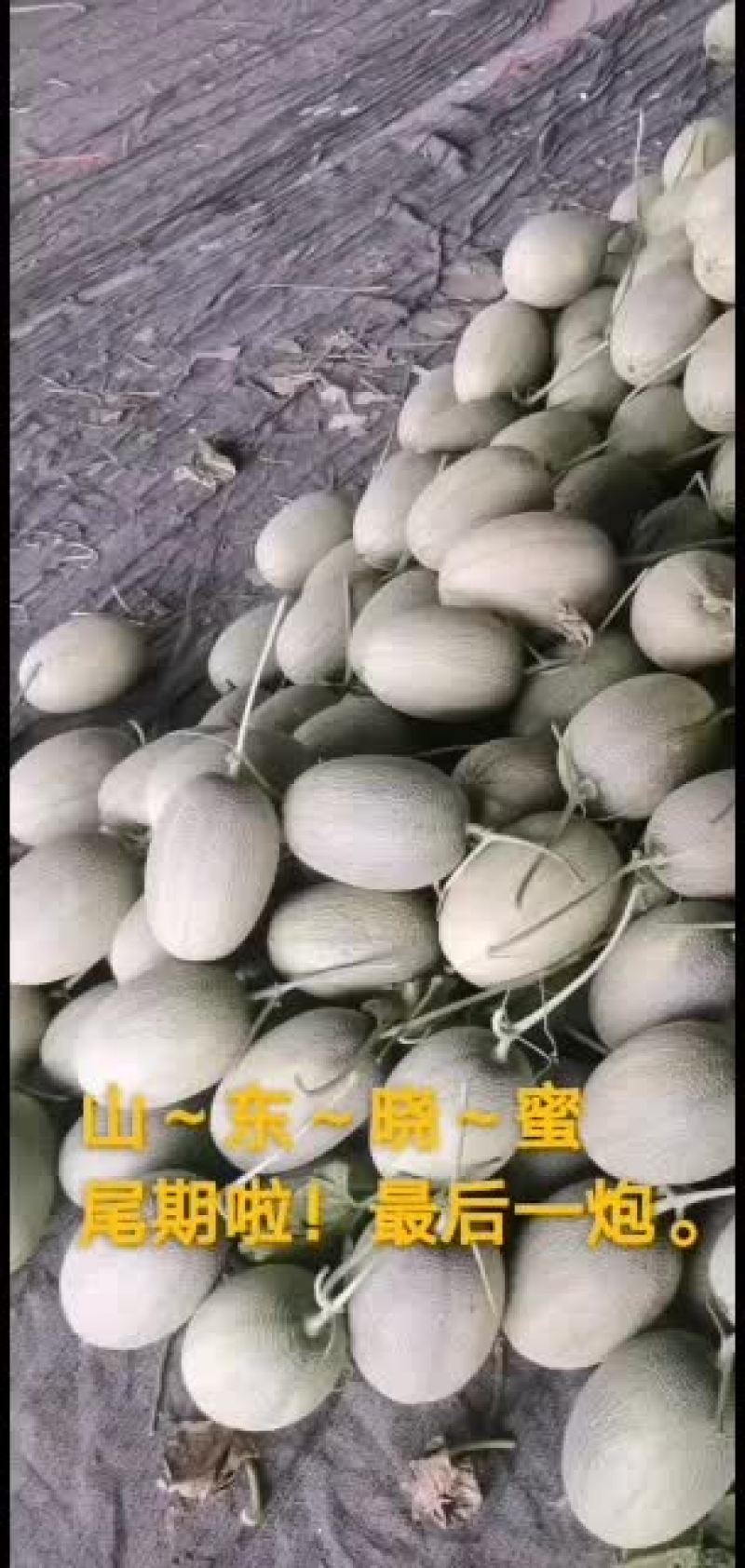 晓蜜25哈密瓜品质好耐运