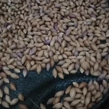 野生黑橄榄核大量有货