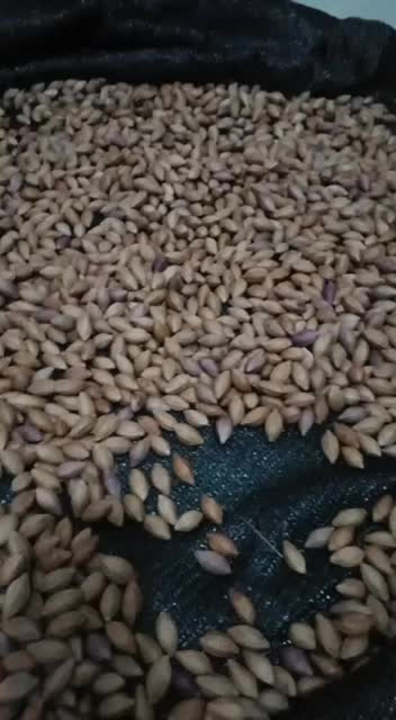 野生黑橄榄核大量有货