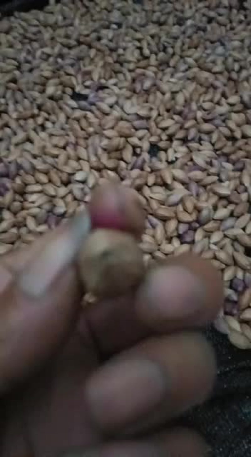 野生黑橄榄核大量有货