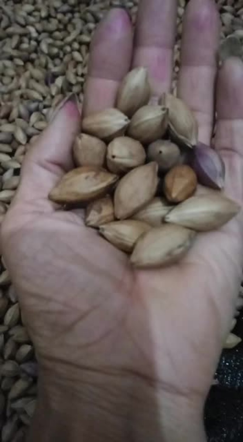 野生黑橄榄核大量有货