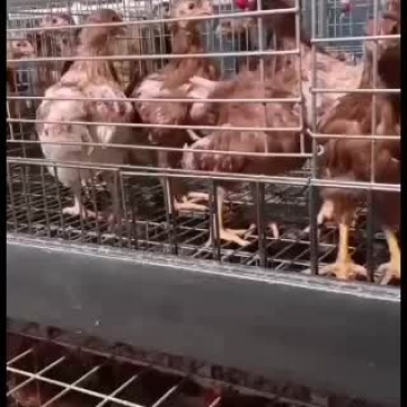 优质青年鸡大量现货供应