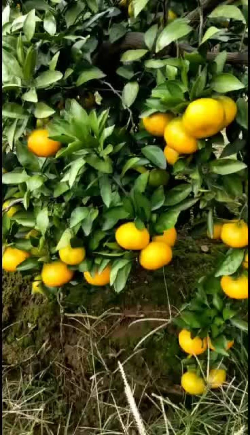 蜜橘甜甜甜树上自然成熟的