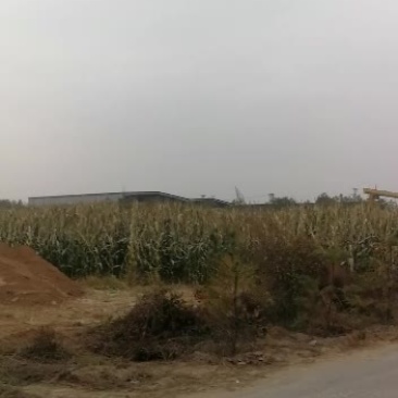 太厚周边需要玉米草的联系