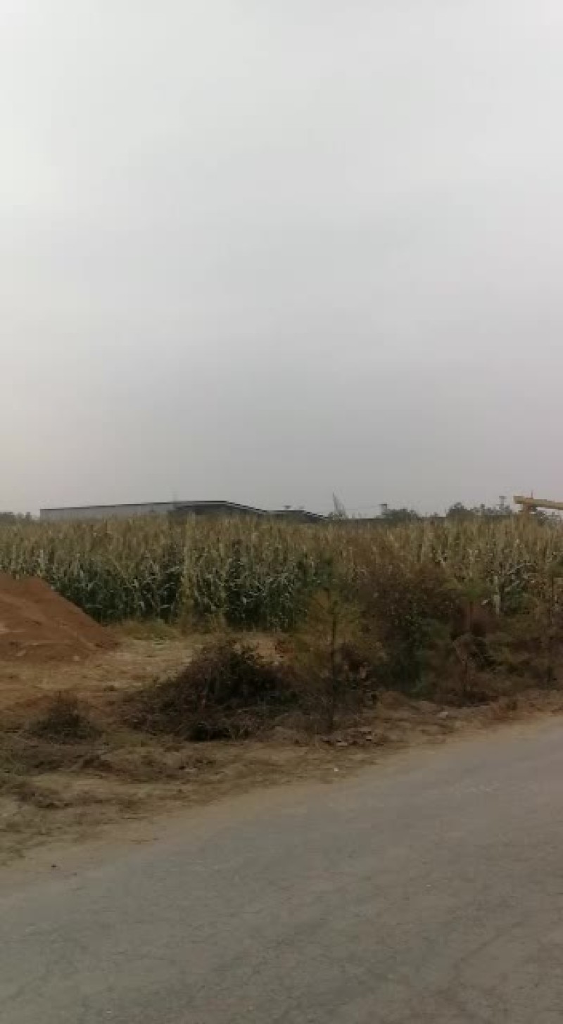 太厚周边需要玉米草的联系