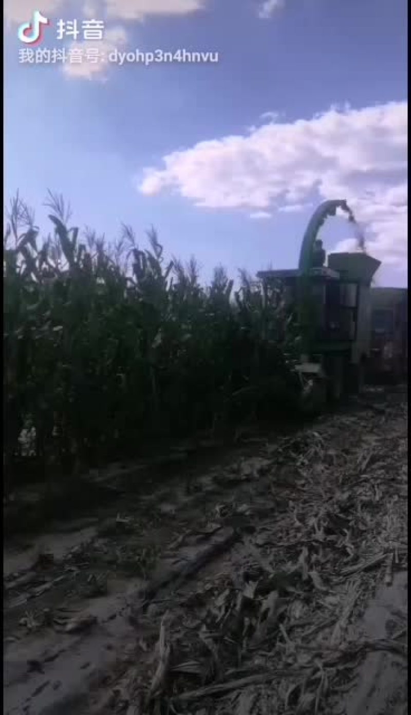 太厚周边需要玉米草的联系