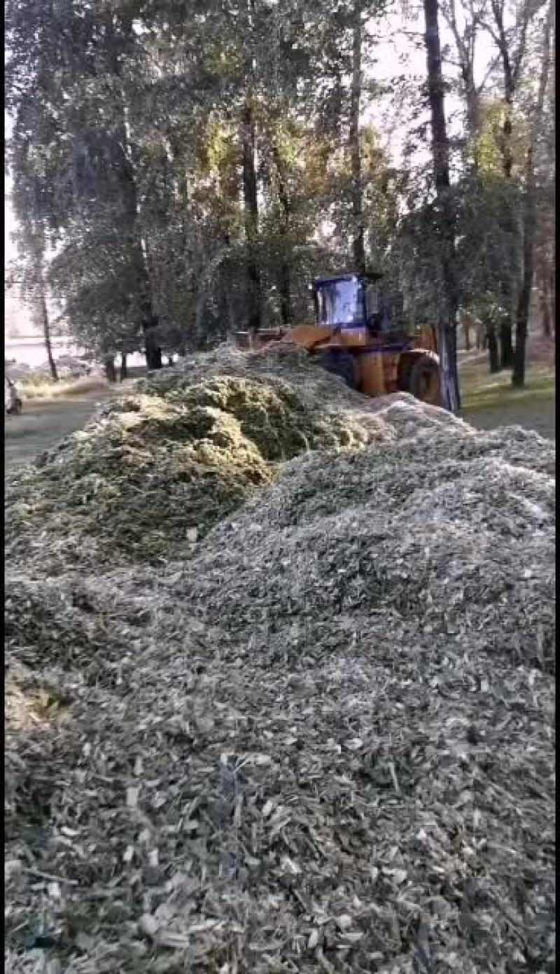 太厚周边需要玉米草的联系