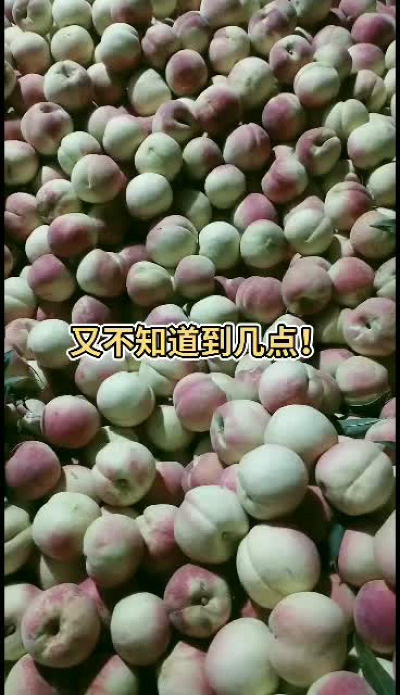 映霜红大量上市！欢迎大家前来选购！
