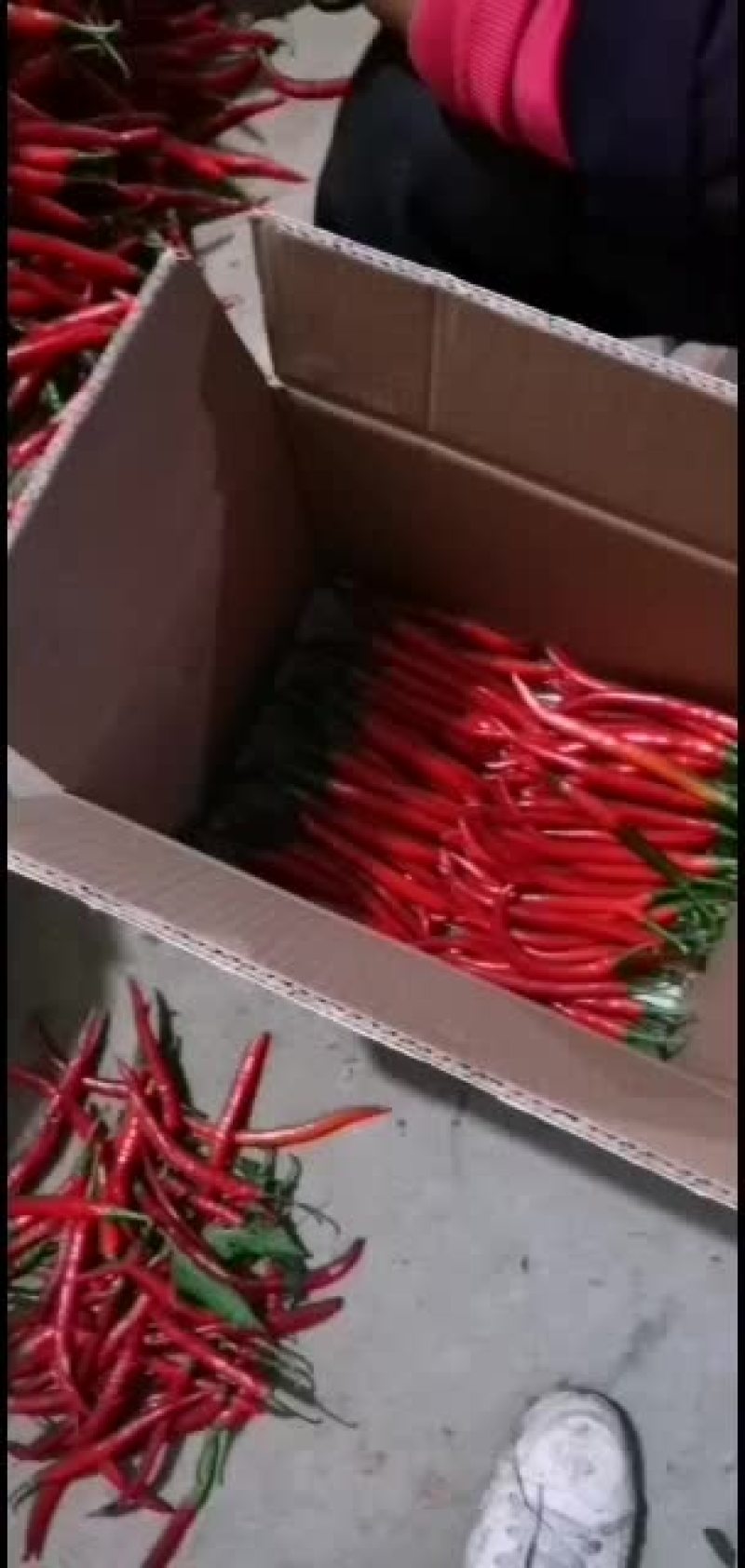 小皱皮，红线椒已上市