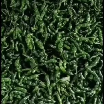 小皱皮，红线椒已上市
