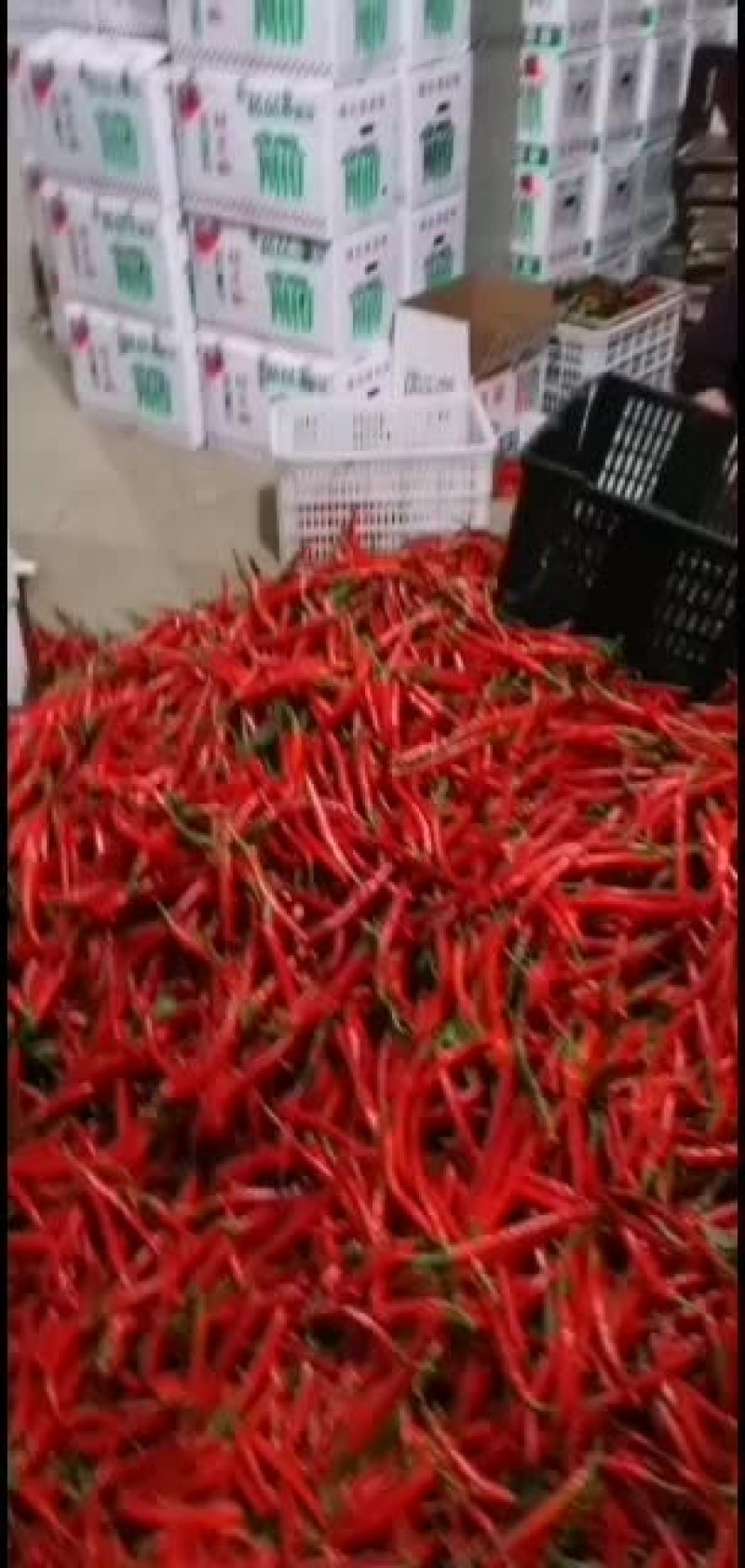 小皱皮，红线椒已上市