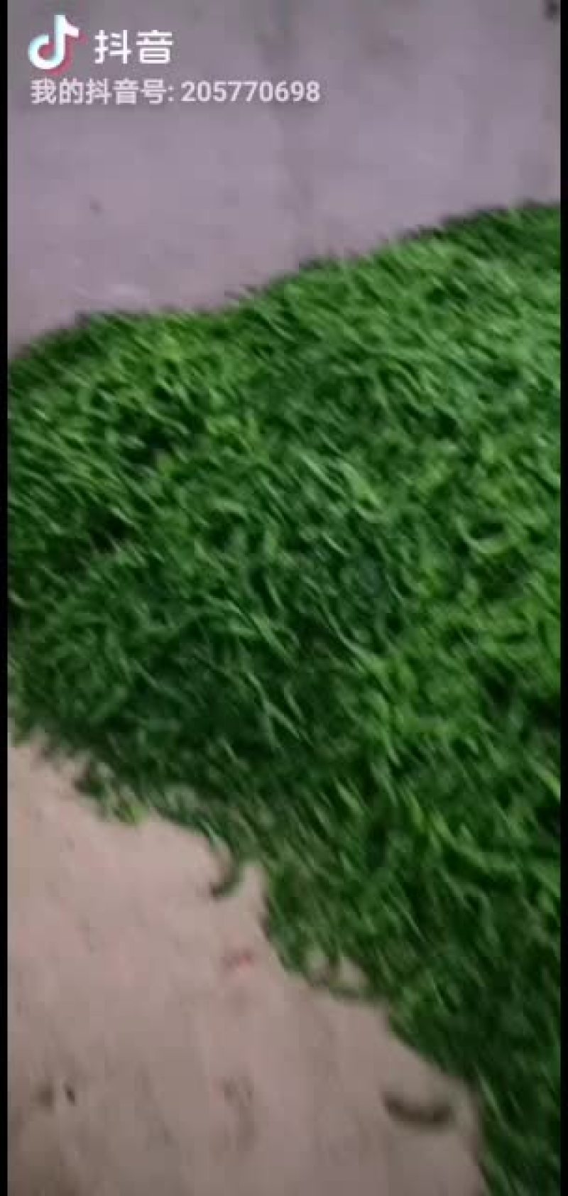 小皱皮，红线椒已上市